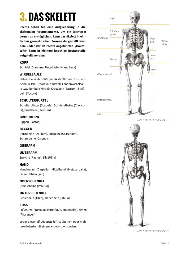 FUNKTIONELLE ANATOMIE